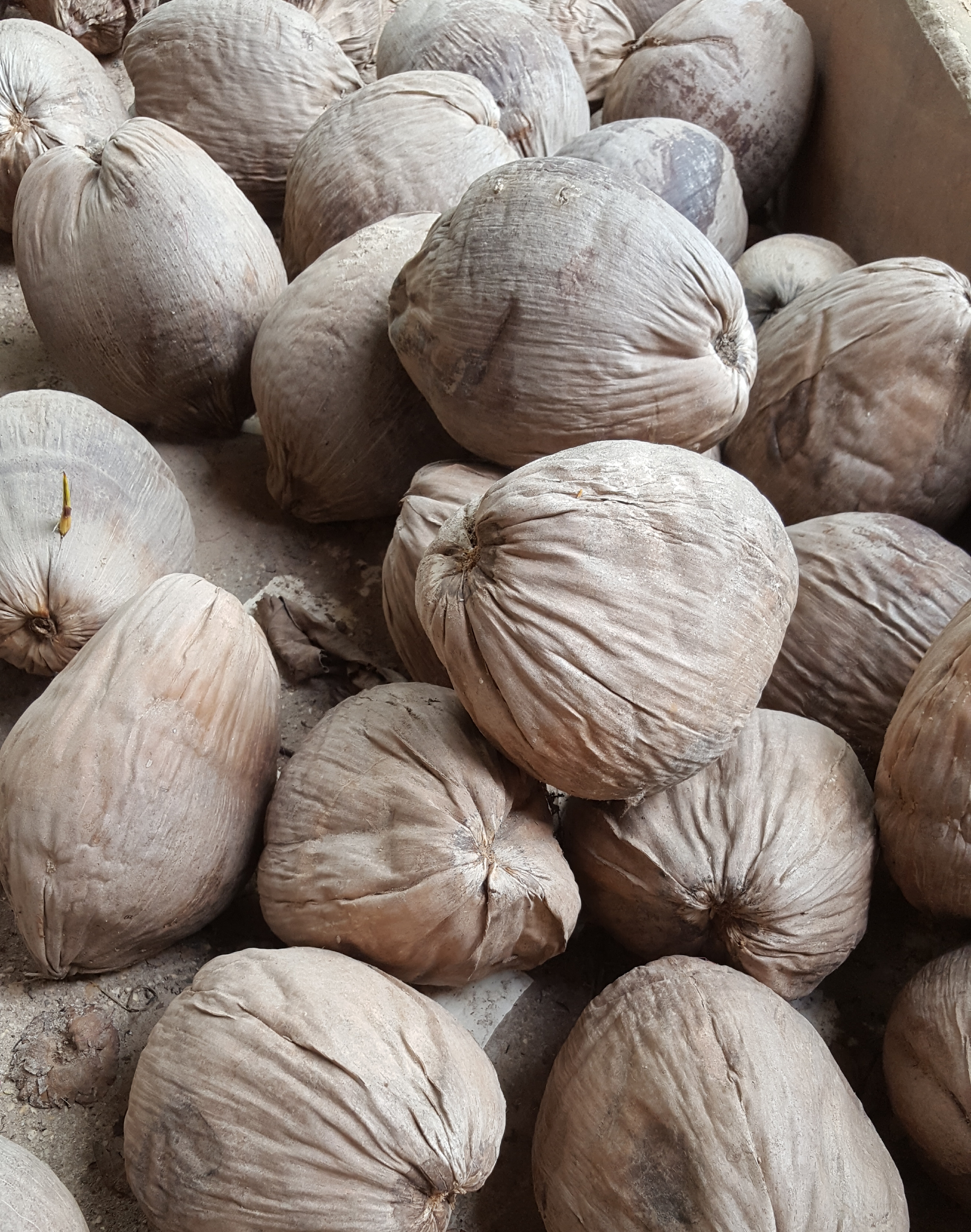 Dried coconut